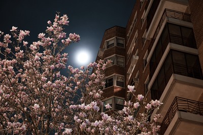 Midnight blossoms.