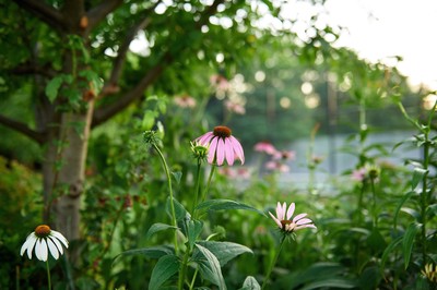 Twilit flower daydream
